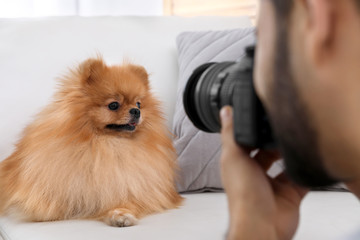 Professional animal photographer taking picture of beautiful Pomeranian spitz dog indoors, closeup