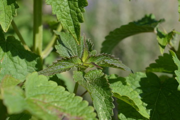 Korean mint, Agastache rugosa