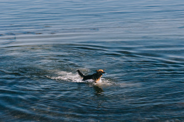 Fototapeta premium a dog is taking a plastic bottle from the sea. Ecosystem friendly animal. dog is working for cleaning plastic pollution and climate. Dog with a plastic bottle 