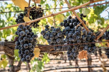 grapes on a grapevine in a vineyard