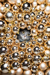 cute blue tabby maine coon cat looking through a hole in between lots of golden colored christmas decoration baubles looking at camera