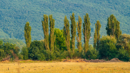 Poplar trees and meadow against the background of a mountainside, landscape in the countryside.