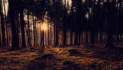 Stimmungsvoller Sonnenuntergang im Wald