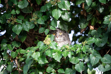 blue tabby maine coon cat outdoors on the prowl hiding in bush observing the garden