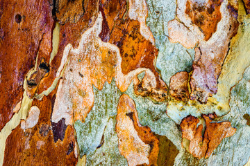 Beautiful multicoloured patterns in the bark of a Eucalyptus  tree trunk in Australia. - obrazy, fototapety, plakaty