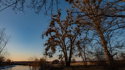 Silhouettes of trees and a river in winter evening lighting, panoramic landscape in the countryside.