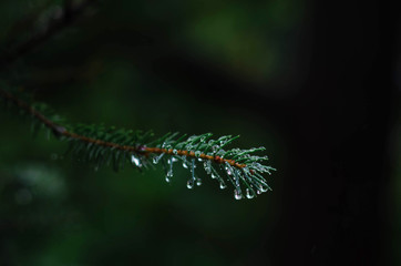 evergreen, spruce, drops, rainy, rain in the forest, macro