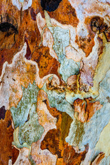 Beautiful multicoloured patterns in the bark of a Eucalyptus  tree trunk in Australia.