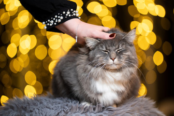 blue tabby maine coon cat getting stroked by female hand in front of golden bokeh lights background