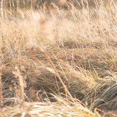 Fototapeta premium fantasy blurred background. sun glare on the grass