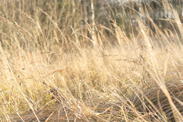 Fototapeta premium fantasy blurred background. sun glare on the grass