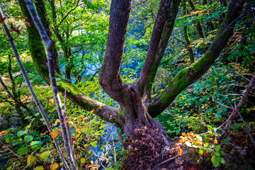 Autumn landscape in Plitvice Park, Croatia