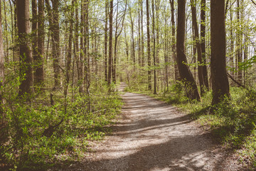 Fototapeta na wymiar Hiking Path in Spring