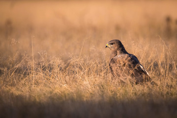 The Common Buzzard, Buteo buteo is sitting in the dry grass in autumn environment of wildlife. Golden light..