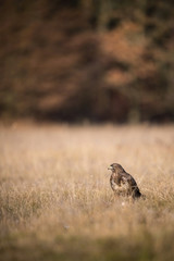 The Common Buzzard, Buteo buteo is sitting in the dry grass in autumn environment of wildlife. Golden light..