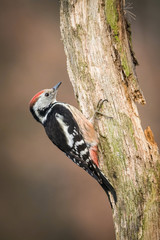 The Middle Spotted Woodpecker,  Dendrocoptes medius is sitting on the branch, somewhere in the forest, colorful background and nice soft light, winter picture with the snow