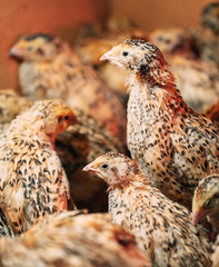 Quail Chicks in a cage on the farm.