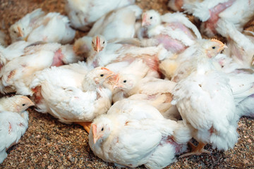 White broiler Chicken at the poultry farm.