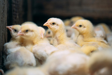 Broiler Chicken Chicks at the poultry farm.