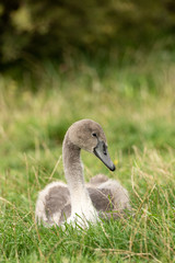 A baby swan sitting in the grass