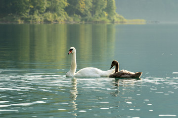 A swan and cygnet on a lake
