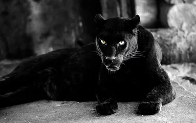  Mooie zwarte panter. Grote kat. Dieren wereld. © The Len