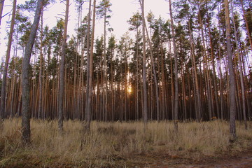 Forest. Path in the forest. coniferous trees. Walk in nature.