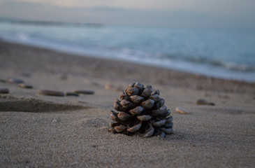 fir cones on the beach