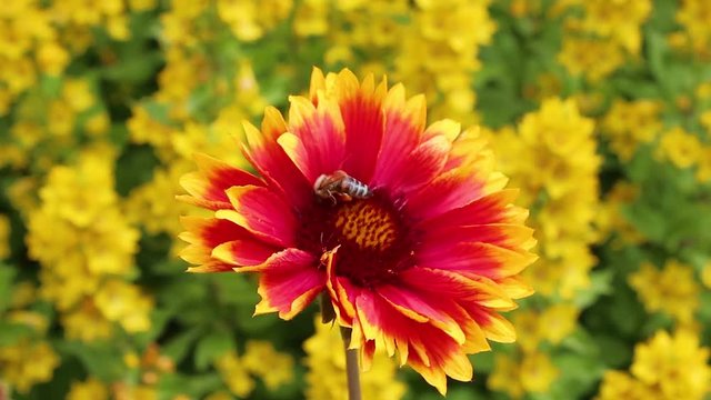 bee on a flower. Yellow-red flower in a field of yellow flowers. Screensaver or time lapse