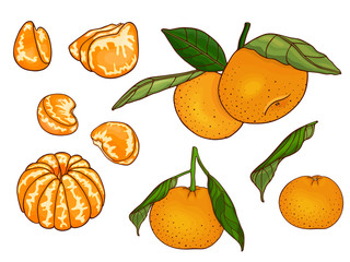 Mandarins set (oranges, clementine, tangerine) with leaves on a branch. Fresh citrus fruits, whole and slices, plant leaf. Hand drawn sketch. Color vector illustration isolated on a white background.