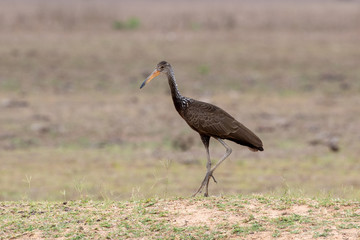 Ein freigestellter Rallenkranisch schreitet über eine Wiese in der Seitenansicht im Pantanal