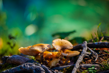 Lot of Mushrooms in the forest