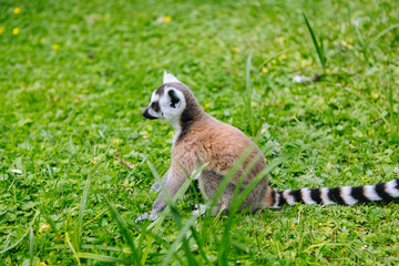 Family of ring-tailed Lemur sit on the trgrass . Lemur catta looking at camera. Beautiful grey and white lemurs. African animals in the zoo