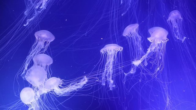 Close up footage of some jellyfish swimming in an aquarium n Valencia, Spain.