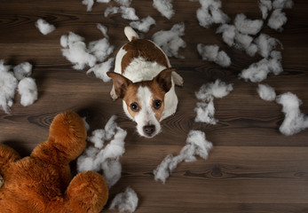 Bad dog. Jack Russell Terrier vomits, spoils a soft toy. Educating pet.
