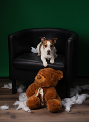 Bad dog. Jack Russell Terrier vomits, spoils a soft toy. Educating pet.