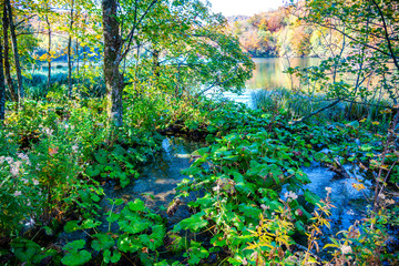 Autumn in the forest, near the lake
