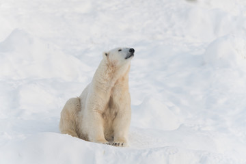 Fototapeta na wymiar Polar bear on white snow