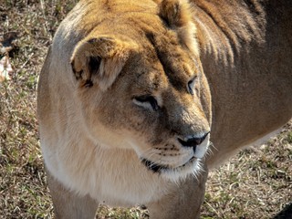 A large portrait of a lioness.