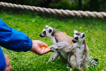 Ring-tailed Lemur eating out of a persons hand. A people is feeding the ring-tailed lemurs. Lemur catta. Beautiful grey and white lemurs. African animals in the zoo