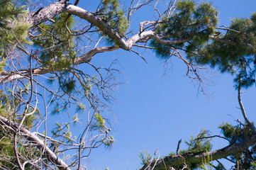 beautiful blue sky between the branch of tree