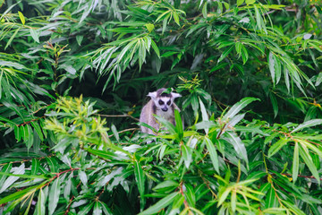 Ring-tailed Lemur sit on the tree. Lemur catta looking at camera. Beautiful grey and white lemurs. African animals in the zoo