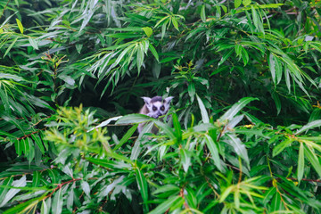 Ring-tailed Lemur sit on the tree. Lemur catta looking at camera. Beautiful grey and white lemurs. African animals in the zoo
