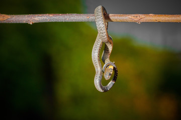 Black young small snake viper python natrix hanging on a branch on isolated background macro