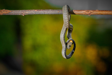Black young small snake viper python natrix hanging on a branch on isolated background macro
