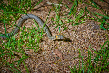 Black young small snake viper python natrix hanging on a branch on isolated background macro