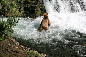Naklejka na ściany i meble brown bear at the waterfall in the forest