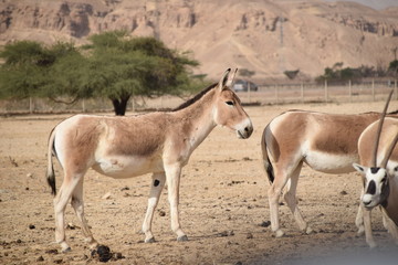 Naklejka na ściany i meble two horses in the desert