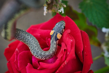 Black young snake viper python natrix in grass with red flower macro