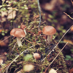 mushroom